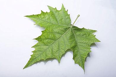 《DOTA2》TI国际邀请赛 Nigma淘汰Aurora晋级